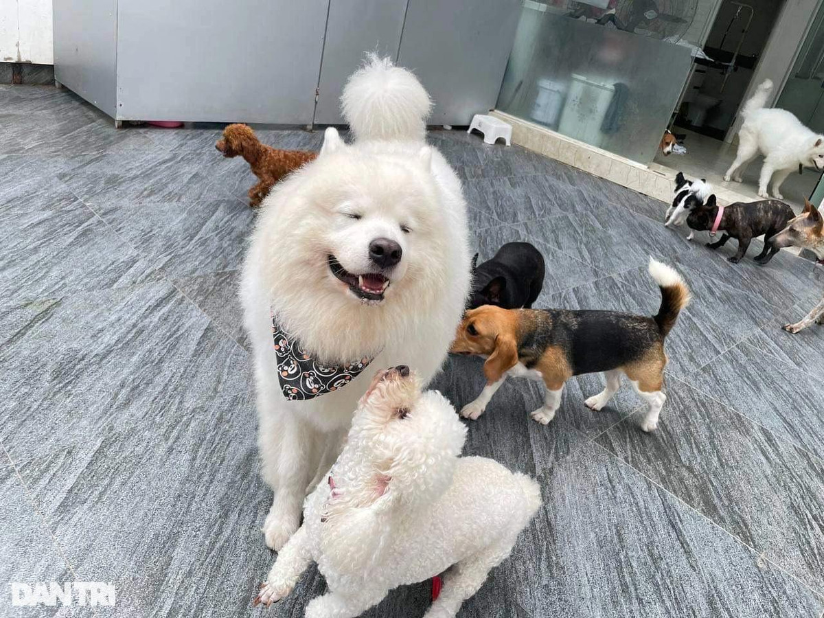 Lạ lùng dịch vụ gửi thú cưng đi... "nhà trẻ" sang chảnh ở Hà Nội ảnh 1