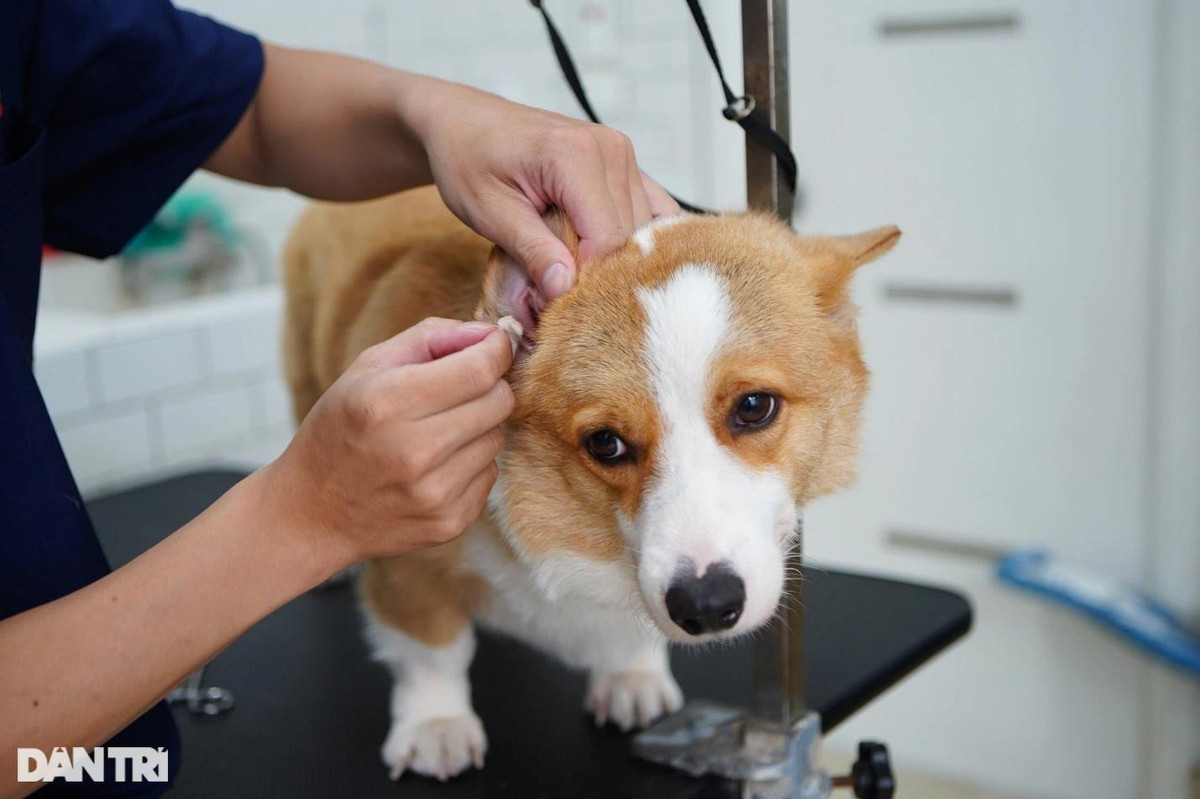 Lạ lùng dịch vụ gửi thú cưng đi... "nhà trẻ" sang chảnh ở Hà Nội ảnh 8