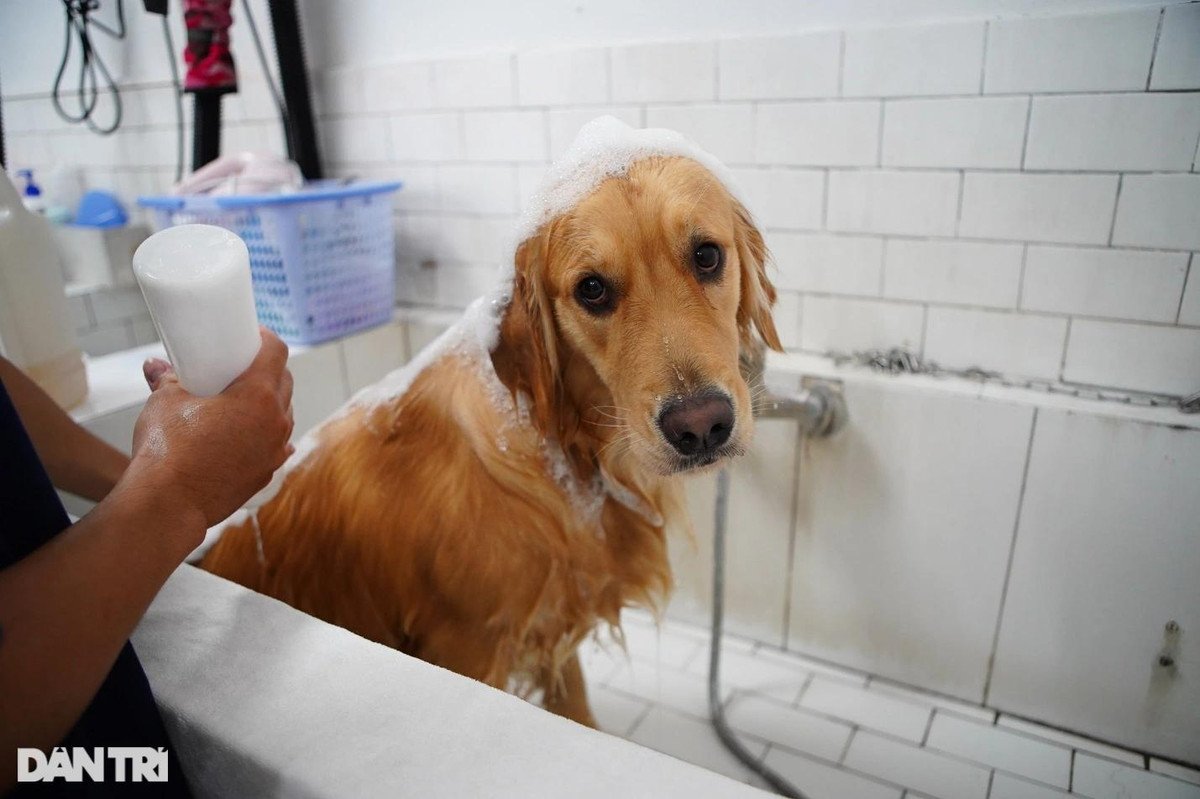 Lạ lùng dịch vụ gửi thú cưng đi... "nhà trẻ" sang chảnh ở Hà Nội ảnh 7