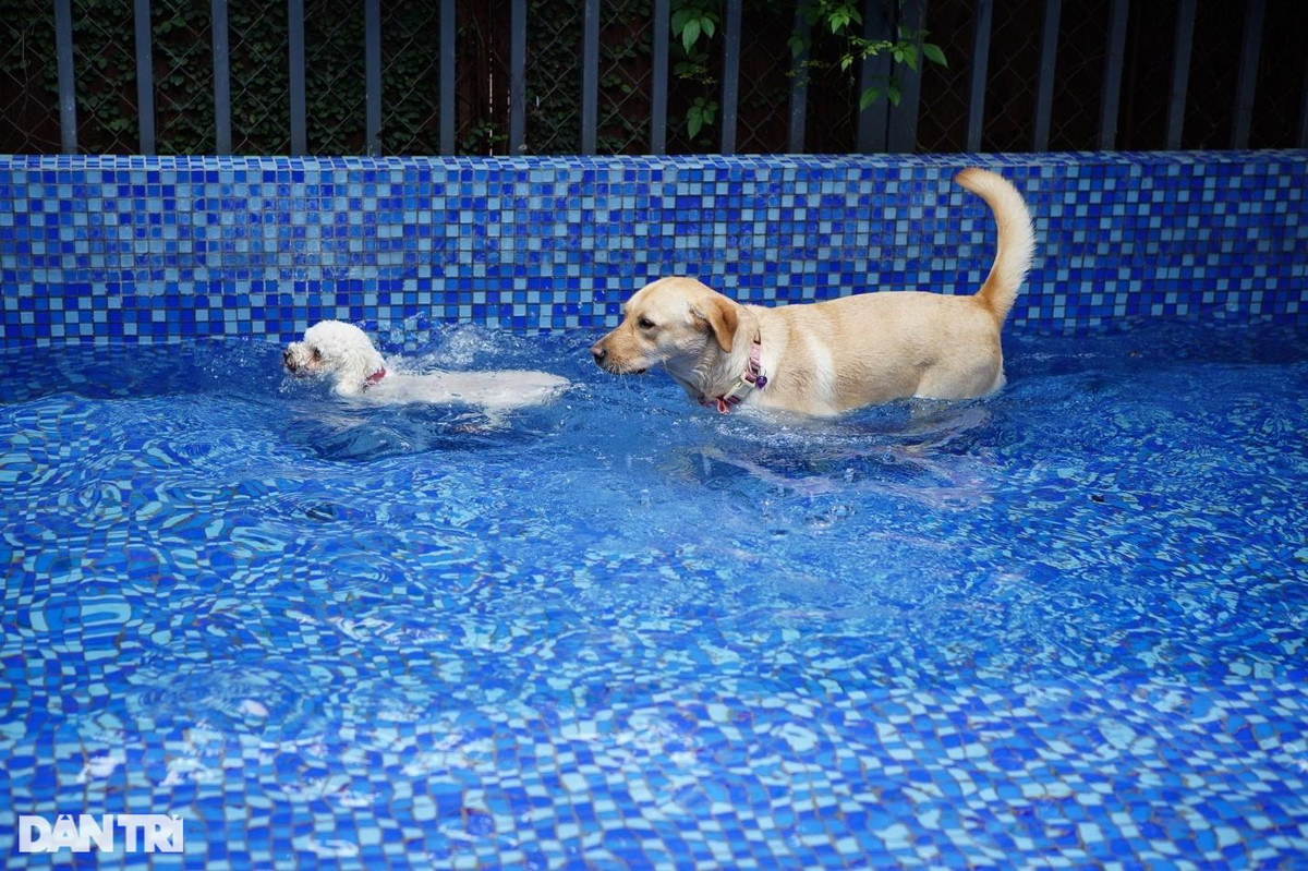 Lạ lùng dịch vụ gửi thú cưng đi... "nhà trẻ" sang chảnh ở Hà Nội ảnh 6