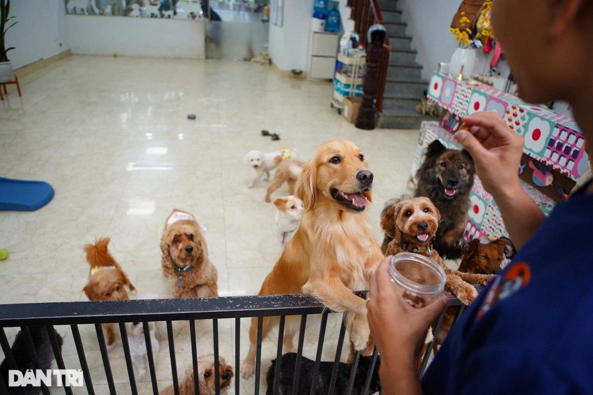Lạ lùng dịch vụ gửi thú cưng đi... "nhà trẻ" sang chảnh ở Hà Nội ảnh 3