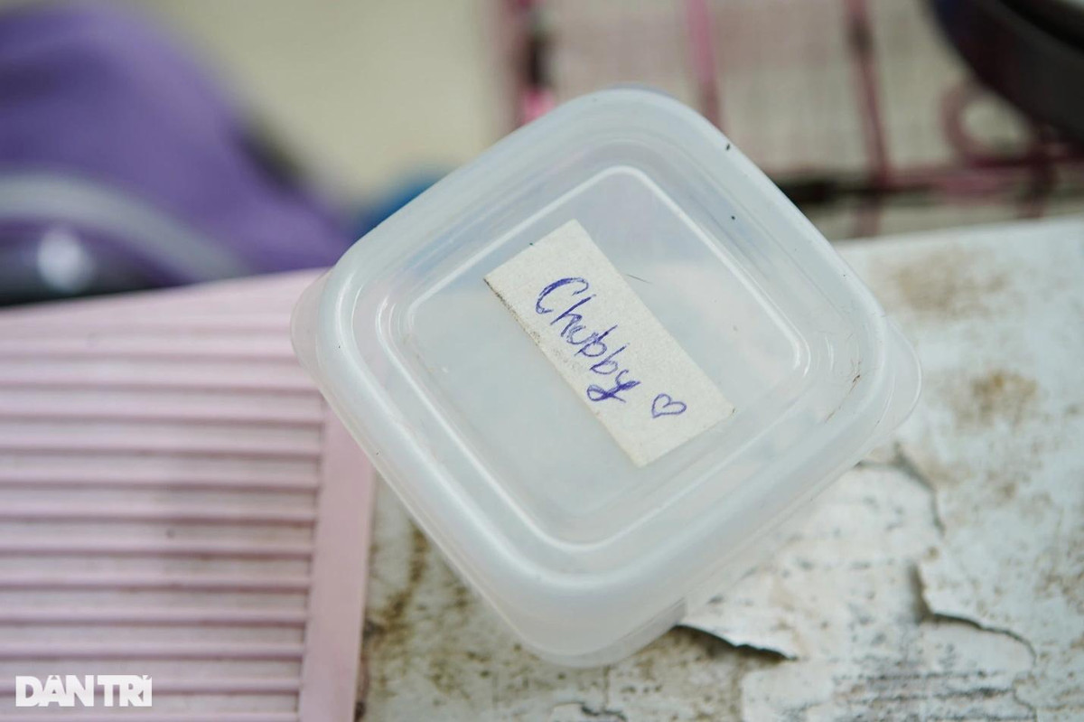 Lạ lùng dịch vụ gửi thú cưng đi... "nhà trẻ" sang chảnh ở Hà Nội ảnh 5