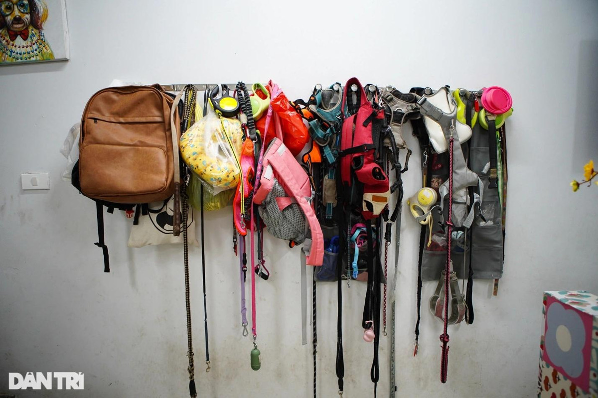 Lạ lùng dịch vụ gửi thú cưng đi... "nhà trẻ" sang chảnh ở Hà Nội ảnh 4