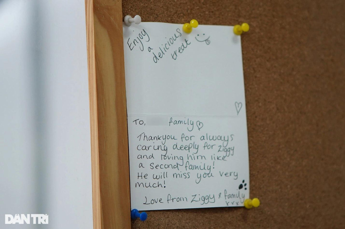 Lạ lùng dịch vụ gửi thú cưng đi... "nhà trẻ" sang chảnh ở Hà Nội ảnh 10