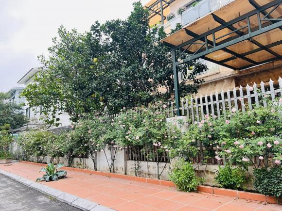 Mẹ đảm Hà Nội trồng 20 cây hoa hồng cổ quanh biệt thự - Hình 3 Me dam Ha Noi trong 20 cay hoa hong co quanh biet thu-Hinh-3