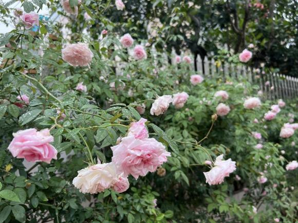 Me dam Ha Noi trong 20 cay hoa hong co quanh biet thu-Hinh-14