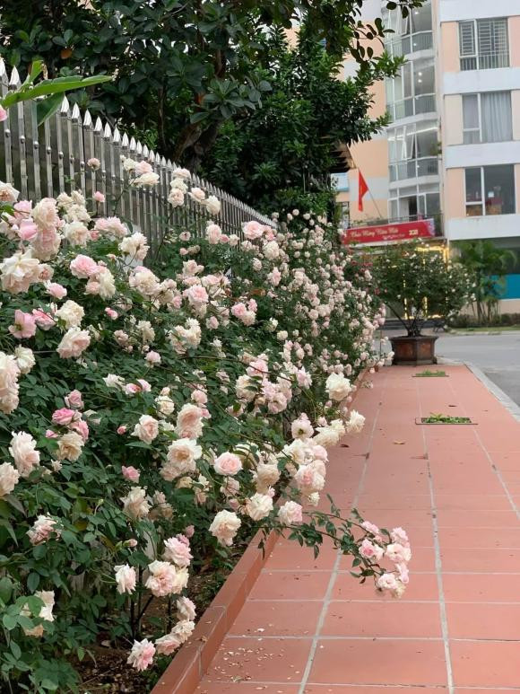 Me dam Ha Noi trong 20 cay hoa hong co quanh biet thu-Hinh-20