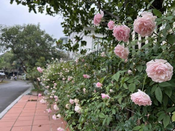 Me dam Ha Noi trong 20 cay hoa hong co quanh biet thu-Hinh-17