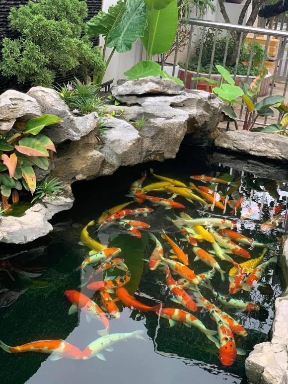 Mẹ đảm Hà Nội trồng 20 cây hoa hồng cổ quanh biệt thự - Hình 12 Me dam Ha Noi trong 20 cay hoa hong co quanh biet thu-Hinh-12