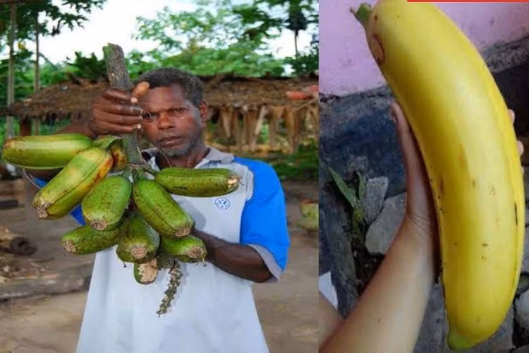 Giong chuoi ky la nhat the gioi, moi qua co the nang toi 2kg-Hinh-3