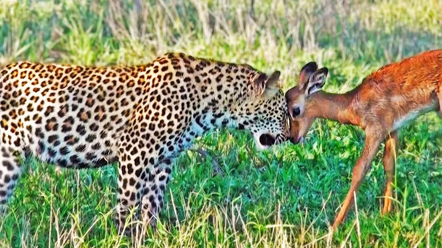 Chu be bao hoa mai hai huoc cu ngo con moi la ban choi cung
