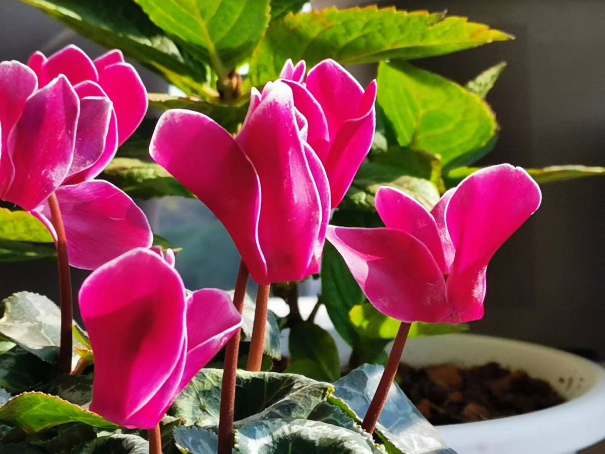 Sinh vào 6 ngày Âm lịch này, năm 2022 sự nghiệp nở rộ - Hình 2 Sinh vao 6 ngay Am lich nay, nam 2022 su nghiep no ro-Hinh-2