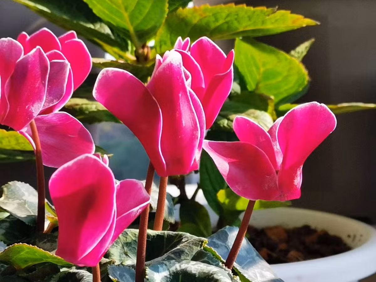 Sinh vao 6 ngay Am lich nay, nam 2022 su nghiep no ro-Hinh-2