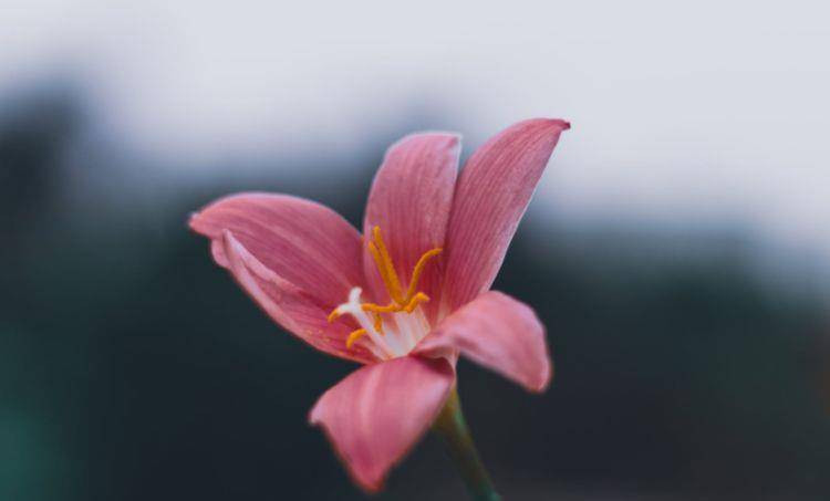 Sinh vào 6 ngày Âm lịch này, năm 2022 sự nghiệp nở rộ - Hình 3 Sinh vao 6 ngay Am lich nay, nam 2022 su nghiep no ro-Hinh-3