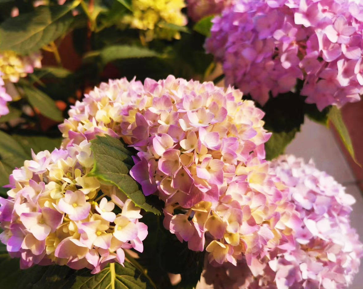 Sinh vào 6 ngày Âm lịch này, năm 2022 sự nghiệp nở rộ Sinh vao 6 ngay Am lich nay, nam 2022 su nghiep no ro