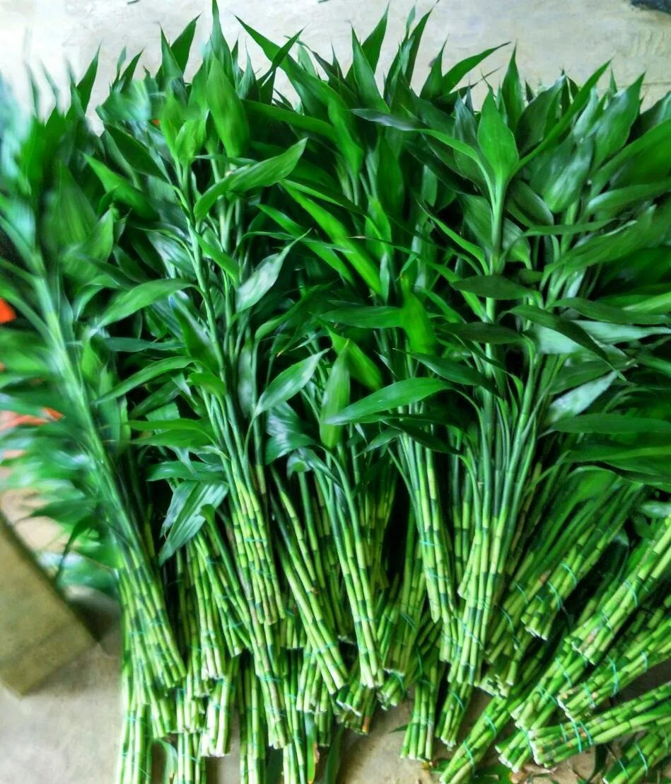 Trong bao nhieu cay canh phat tai phat loc de mang may man?-Hinh-15