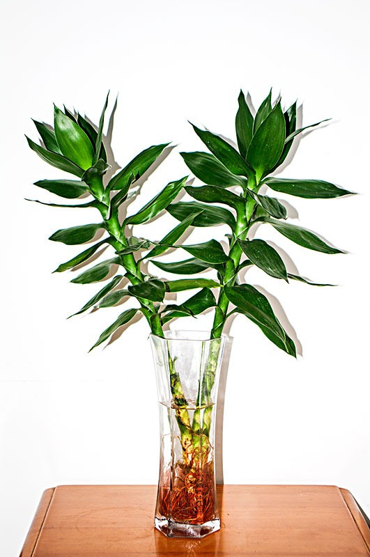 Trong bao nhieu cay canh phat tai phat loc de mang may man?-Hinh-6