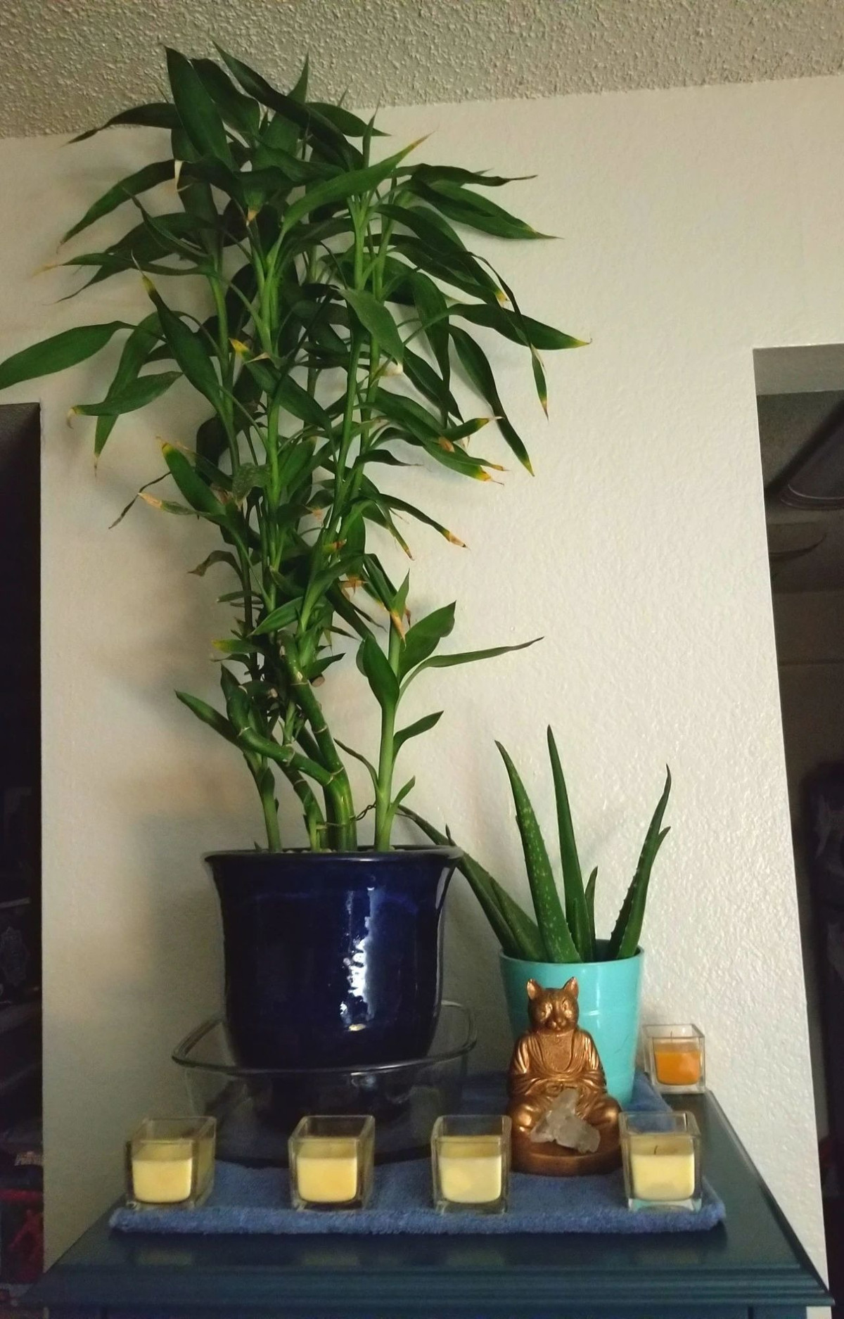 Trong bao nhieu cay canh phat tai phat loc de mang may man?-Hinh-10