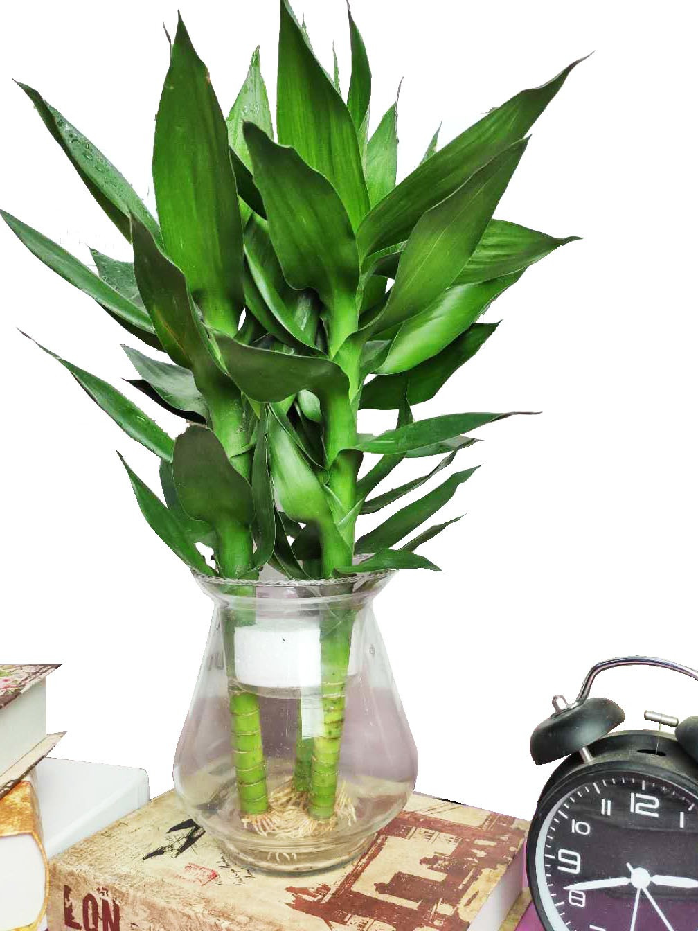 Trong bao nhieu cay canh phat tai phat loc de mang may man?-Hinh-5