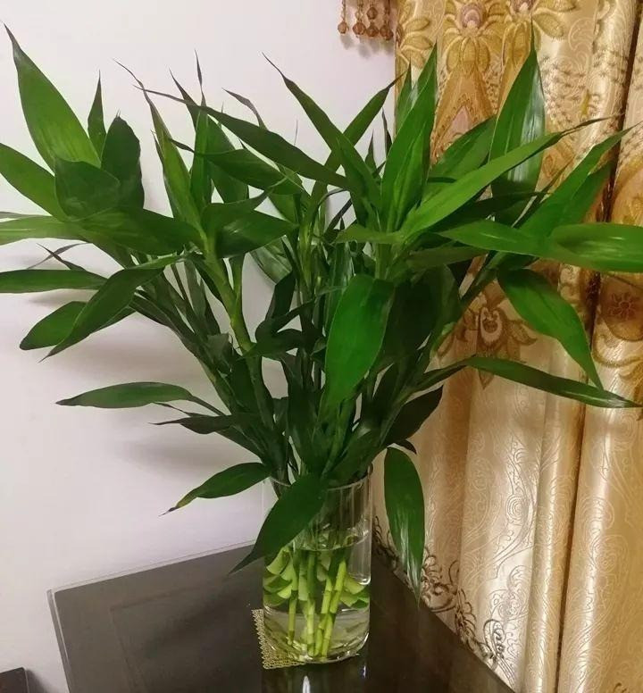 Trong bao nhieu cay canh phat tai phat loc de mang may man?-Hinh-11