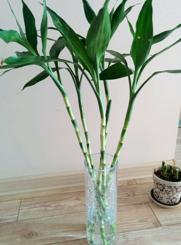 Trong bao nhieu cay canh phat tai phat loc de mang may man?-Hinh-9