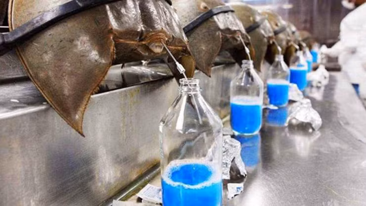 Sam biển lại có máu màu xanh dương vô cùng độc đáo.