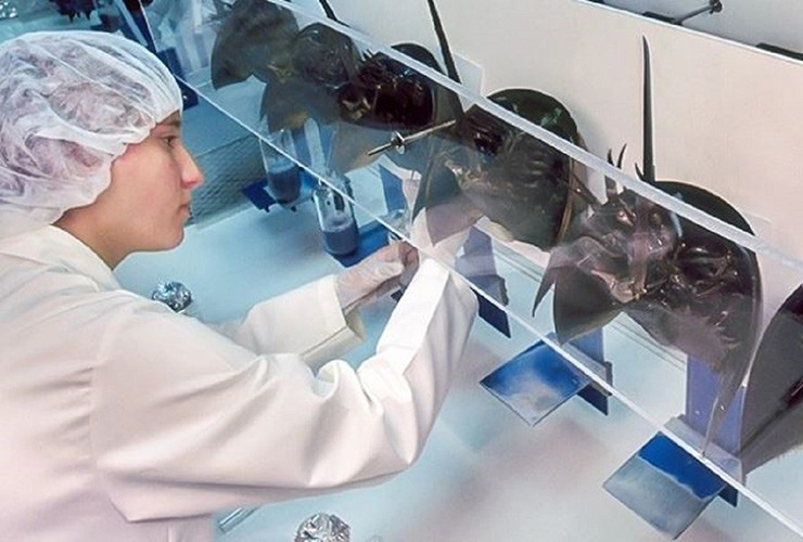 Ước tính mỗi năm có đến hơn 600.000 con sam bị đánh bắt, mang tới nguồn doanh thu 50 triệu đô cho ngành công nghiệp không khói này mỗi năm.