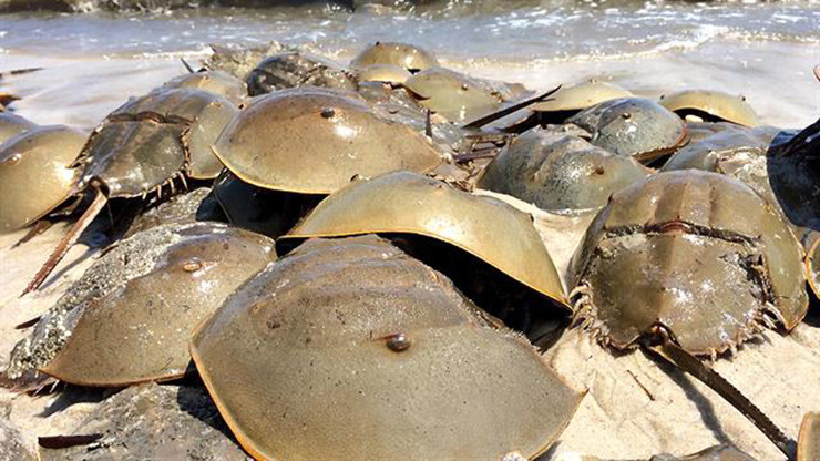 Năm 2016, Liên minh Bảo tồn Thiên nhiên Quốc tế đã đưa loài sam vào sách đỏ để bảo tồn. Đây là bước đi được coi là có ý nghĩa nhằm bảo vệ loài sinh vật này.