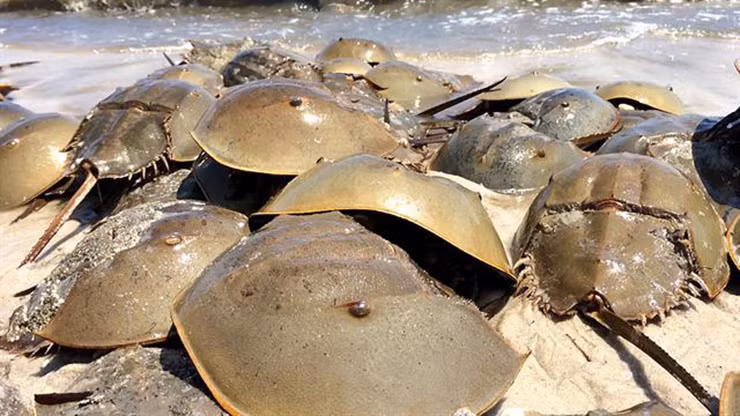 Năm 2016, Liên minh Bảo tồn Thiên nhiên Quốc tế đã đưa loài sam vào sách đỏ để bảo tồn. Đây là bước đi được coi là có ý nghĩa nhằm bảo vệ loài sinh vật này.