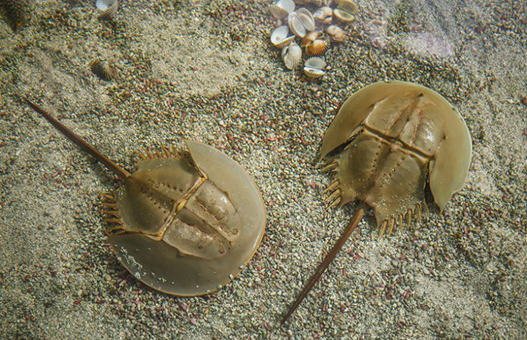 Với mỗi con sam người ta chỉ khai thác 30% máu. Trong vòng 72 giờ sam được đưa lại về biển và một tuần sau lượng máu của chúng sẽ phục hồi. Dù vậy, tỷ lệ sam chết trong quá trình khai thác máu lên đến 10-30%.