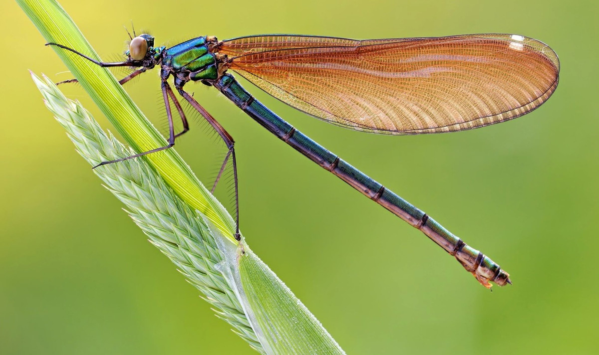 10 loai nho be so huu kha nang san moi-Hinh-5