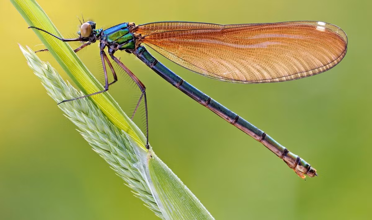 10 loai nho be so huu kha nang san moi-Hinh-5