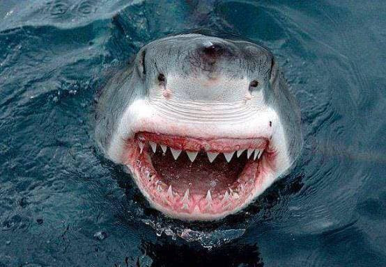 Ca map rat hung du, nhung tai sao khong the an ca heo?