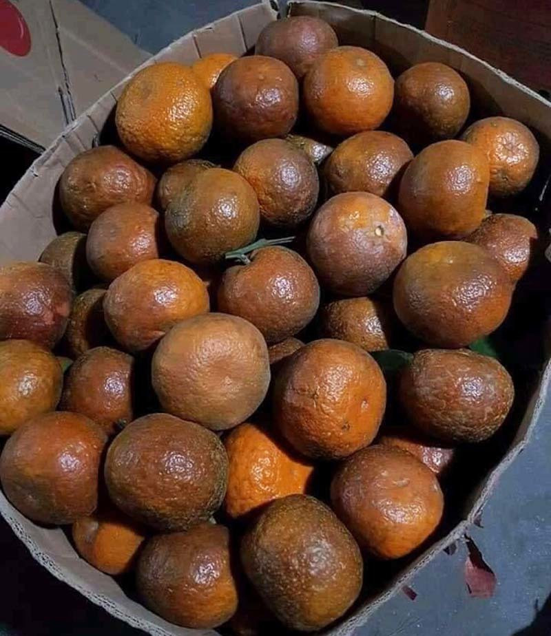 Nha nao cung co an, gia cam, quyt tang gap 2-4 lan-Hinh-2