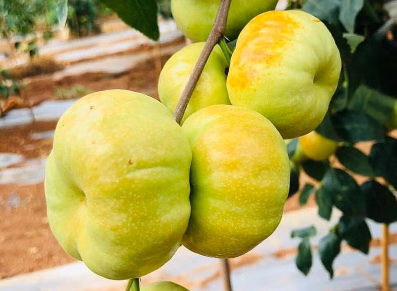 Hong tao Trung Quoc do cho, 550 nghin/kg van sieu dat khach