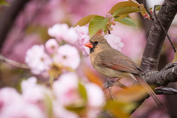 Ai sinh tháng Âm lịch này có sao tốt chiếu mệnh, biến nguy thành an Ai sinh thang Am lich nay co sao tot chieu menh, bien nguy thanh an