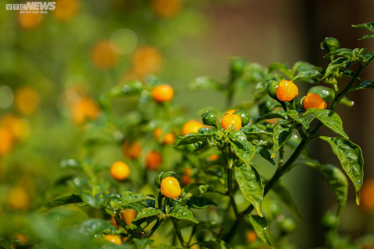 Sau khi thu hoạch, anh Tân sẽ đóng gói và nhập hàng cho các thành phố lớn như Hà Nội, Đà Nẵng, TPHCM,… với giá 1 triệu đồng/kg, còn với người dân nội tỉnh, anh bán 700.000 đồng/kg. Trừ mọi chi phí, 1 năm anh thu về trên 300 triệu đồng.