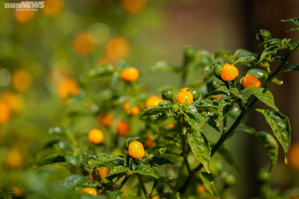 Sau khi thu hoạch, anh Tân sẽ đóng gói và nhập hàng cho các thành phố lớn như Hà Nội, Đà Nẵng, TPHCM,… với giá 1 triệu đồng/kg, còn với người dân nội tỉnh, anh bán 700.000 đồng/kg. Trừ mọi chi phí, 1 năm anh thu về trên 300 triệu đồng.