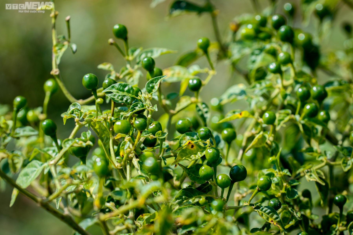 Ngoài bán quả ớt, anh Tân còn bán cây con cho bà con có nhu cầu trồng thử. Giá cây con hiện giao động từ 50.000 – 100.000 đồng/cây tùy kích thước.