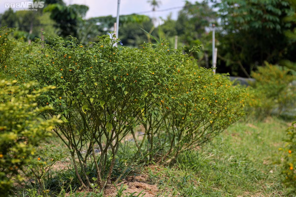 Thông thường cây sẽ cho quả sau 90 ngày tuổi. Ớt Aji Charapita có tuổi thọ lên đến 10 năm.