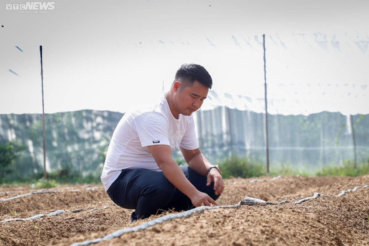 Hiện tại anh Tân đang ươm khoảng 7.000 cây con trong vườn lưới. Dự kiến số cây này sẽ cho thu hoạch vào dịp Tết.