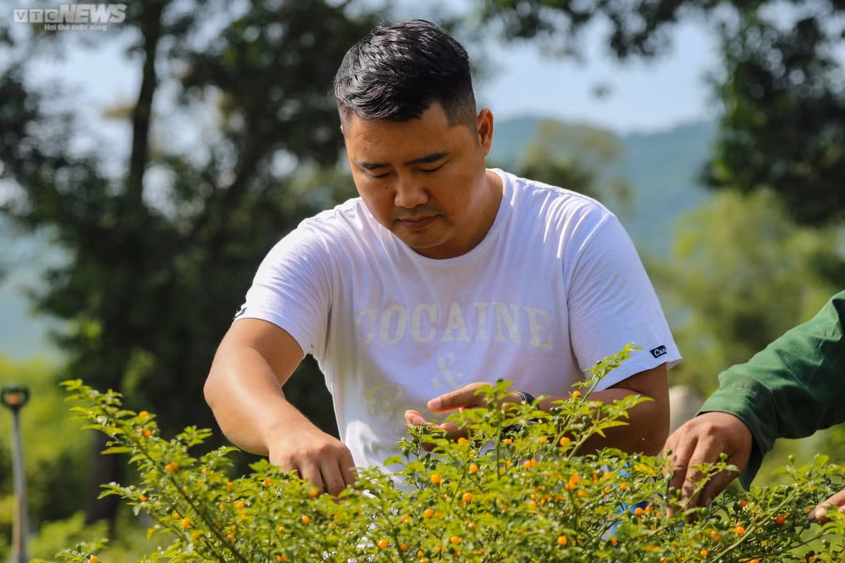 Trong một lần tình cờ, anh Lê Sỹ Tân (SN 1982, xã Thiên Lộc, huyện Can Lộc, Hà Tĩnh) bén duyên với trái ớt Aji Charapita (hay còn gọi là ớt Peru), thường được trồng ở vùng núi hoang sơ đất nước Peru.