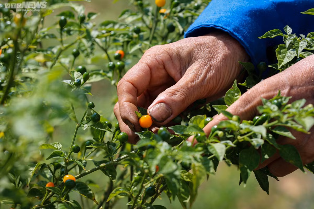 Lãnh đạo UBND xã Thạch Xuân cho biết, ớt Aji Charapita trong trang trại của anh Lê Sỹ Tân là cây trồng mới tại địa phương. “So với các loài cây nông nghiệp truyền thống, loại ớt anh Tân trồng cho thu nhập cao hơn nhiều lần. Mô hình này cũng giải quyết vấn đề việc làm cho nhiều người dân địa phương”, lãnh đạo xã Thạch Xuân thông tin thêm. Do chứa nhiều tinh chất có lợi cho sức khỏe nên tại một số quốc gia trên thế giới, giá ớt Aji Charapita được bán với giá lên tới 1.000 USD, tương đương 25 triệu đồng/kg khô. Thậm chí, có thời điểm, giá bán ớt Aji Charapita còn chạm mốc 1.700USD, hơn 40 triệu đồng/kg.