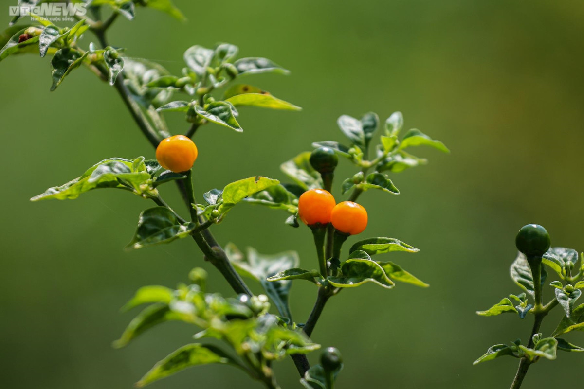 Ớt Aji Charapita có quả tròn, khi chín, trái chuyển màu vàng cam. Đây cũng là loại ớt được mệnh danh đắt nhất thế giới.