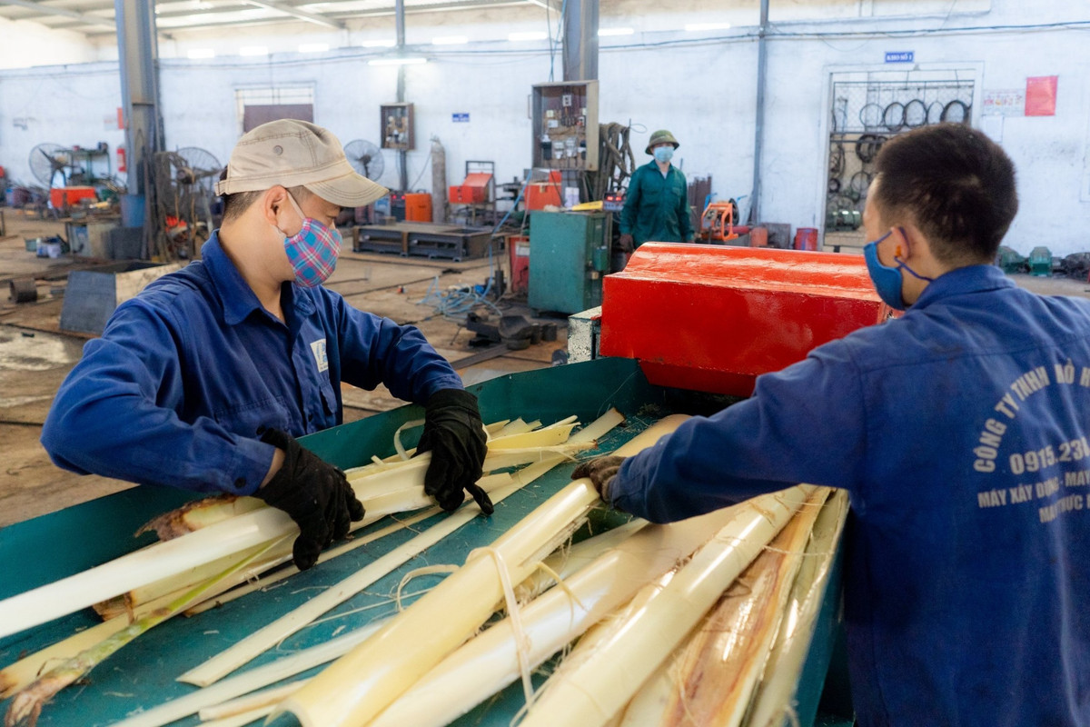 8X nghi cach kiem bon tien tu than cay chuoi-Hinh-3