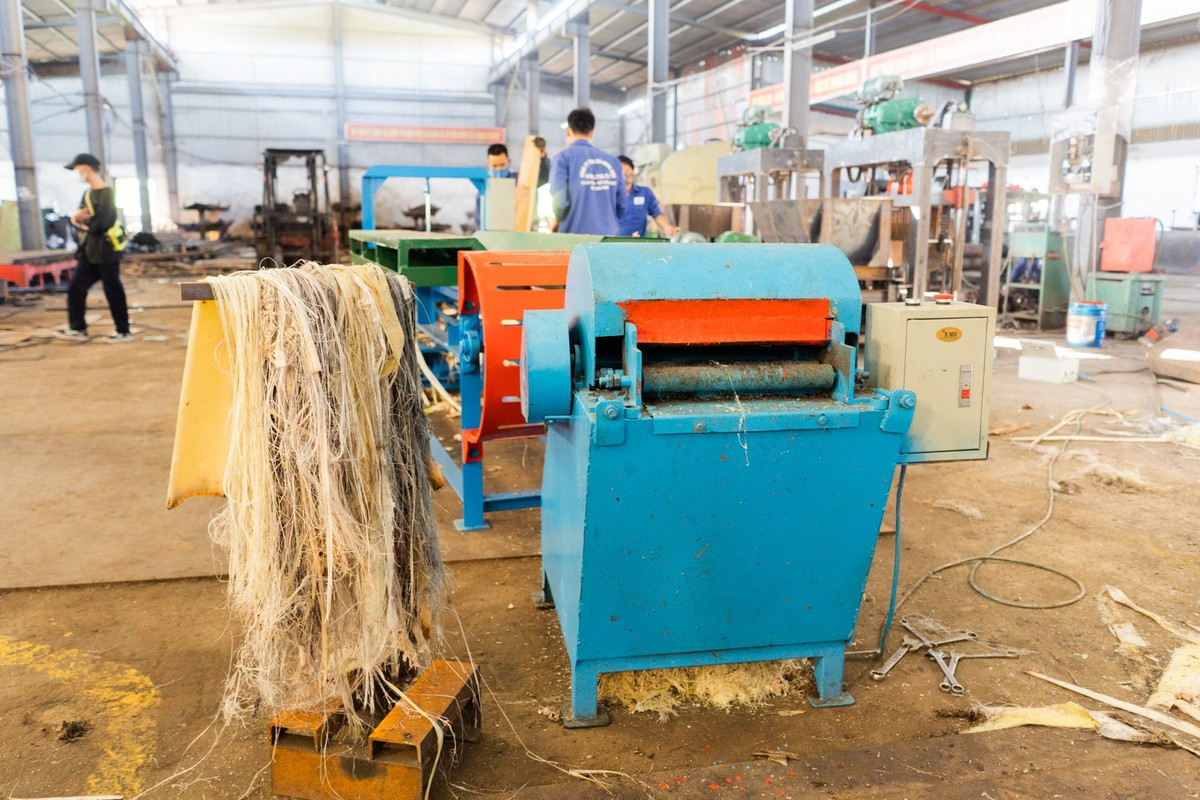 8X nghi cach kiem bon tien tu than cay chuoi-Hinh-4