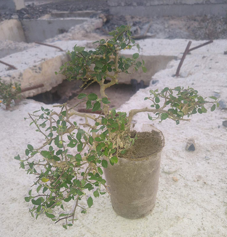 Cay dai moc day duong o Viet Nam nay len chauthanh bonsai-Hinh-3