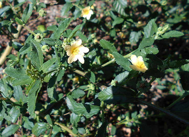 Cay dai moc day duong o Viet Nam nay len chauthanh bonsai-Hinh-4