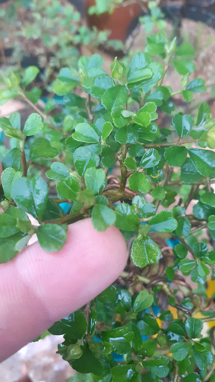 Cay dai moc day duong o Viet Nam nay len chauthanh bonsai-Hinh-9