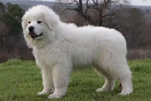 9. Great Pyrenees (chiều cao: 65-82 cm, trọng lượng: 36-54 kg).